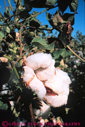 Stock Photo #6713: keywords -  agriculture arizona bole boles cotton crop crops cultivate cultivated cultivating farm farming farms field grow growing grown growth mature plant plants ripe vert