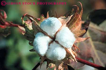 Stock Photo #6714: keywords -  agriculture bole boles california cotton crop crops cultivate cultivated cultivating farm farming farms field grow growing grown growth horz mature plant plants ripe