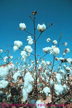 Stock Photo #6715: keywords -  agriculture bole boles california cotton crop crops cultivate cultivated cultivating farm farming farms field grow growing grown growth mature plant plants ripe vert