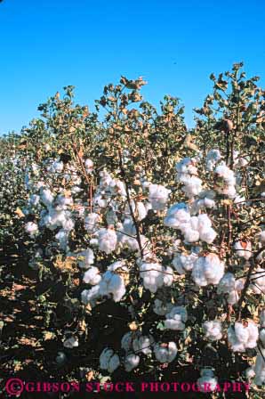 Stock Photo #6716: keywords -  agriculture arizona bole boles cotton crop crops cultivate cultivated cultivating farm farming farms field grow growing grown growth mature plant plants ripe vert