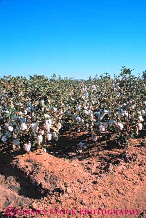 Stock Photo #6717: keywords -  agriculture arizona bole boles cotton crop crops cultivate cultivated cultivating farm farming farms field grow growing grown growth mature plant plants ripe vert