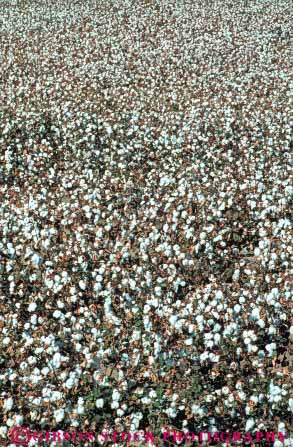 Stock Photo #6718: keywords - agriculture bole boles california cotton crop crops cultivate cultivated cultivating farm farming farms field grow growing grown growth mature plant plants ripe vert