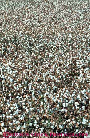 Stock Photo #6718: keywords -  agriculture bole boles california cotton crop crops cultivate cultivated cultivating farm farming farms field grow growing grown growth mature plant plants ripe vert