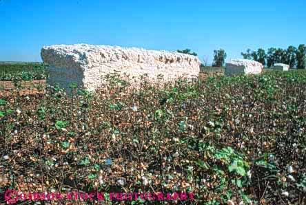 Stock Photo #6720: keywords -  agriculture arizona cotton crop crops farm farming farms harvest harvested harvesting horz pile process processing stack stacked