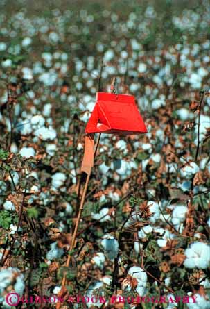 Stock Photo #6724: keywords -  agriculture california catch cotton crop crops detect detection farm farming farms field insect insects pest pesticide plant protect protecting protection protects trap trapped trapping vert