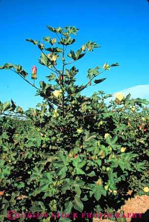 Stock Photo #6725: keywords -  agriculture blossom blossoming blossoms california cotton crop crops cultivate cultivating cultivation develop developing development develops farm farming farms flower flowering flowers grow growing grown growth plant plants pollinate pollinating pollination reproduction vert