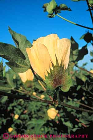 Stock Photo #6726: keywords -  agriculture blossom blossoming blossoms california cotton crop crops cultivate cultivating cultivation develop developing development develops farm farming farms flower flowering flowers grow growing grown growth plant plants pollinate pollinating pollination reproduction vert