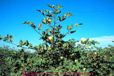 Stock Photo #6727: keywords - agriculture blossom blossoming blossoms california cotton crop crops cultivate cultivating cultivation develop developing development develops farm farming farms flower flowering flowers grow growing grown growth horz plant plants pollinate pollinating pollination reproduction