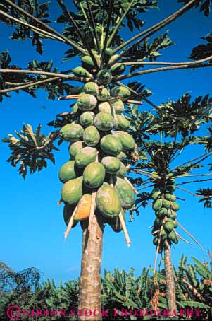 Stock Photo #6730: keywords -  agriculture bunch cluster crop crops cultivate cultivated cultivating farm farming farms fruit fruits green grow growing grown growth hawaii papaya papayas pod produce seed tree trees tropical vegetable vegetables vert