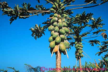 Stock Photo #6732: keywords -  bunch cluster crop crops cultivate cultivated cultivating farm farming farms fruit fruits green grow growing grown growth hawaii horz papaya papayas pod produce seed tree trees tropical vegetable vegetables