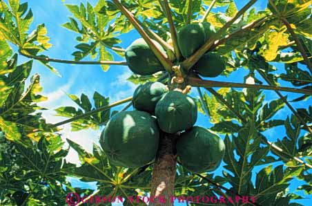 Stock Photo #6733: keywords -  bunch cluster crop crops cultivate cultivated cultivating farm farming farms fruit fruits green grow growing grown growth hawaii horz papaya papayas pod produce seed tree trees tropical vegetable vegetables