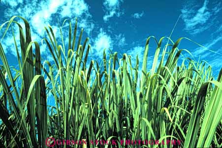 Stock Photo #6735: keywords -  agriculture cane crop crops cultivate cultivated cultivating farm farming farms green grow growing grown growth hawaii horz leaf leaves produce sugar tropical vegetable vegetables