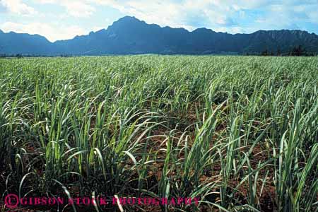 Stock Photo #6736: keywords -  agriculture cane crop crops cultivate cultivated cultivating farm farming farms green grow growing grown growth hawaii horz leaf leaves produce sugar tropical vegetable vegetables