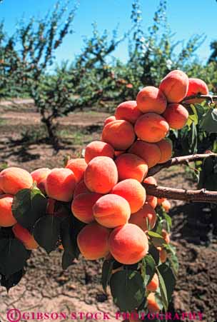 Stock Photo #6738: keywords -  agriculture apricots bunch california cluster crop crops cultivate cultivated cultivating develop developing development farm farming farms fruit fruits grow growing grown growth hard hardnut immature nut orange orchard orchards produce tree trees vert young