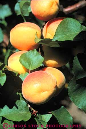 Stock Photo #6739: keywords -  agriculture apricots bunch california cluster crop crops cultivate cultivated cultivating develop developing development farm farming farms fruit fruits grow growing grown growth hard hardnut immature nut orange orchard orchards produce tree vert young