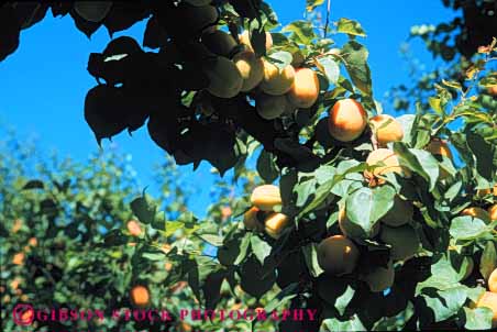 Stock Photo #6740: keywords -  agriculture apricots bunch california cluster crop crops cultivate cultivated cultivating develop developing development farm farming farms fruit fruits grow growing grown growth hard hardnut horz immature nut orange orchard orchards produce tree young