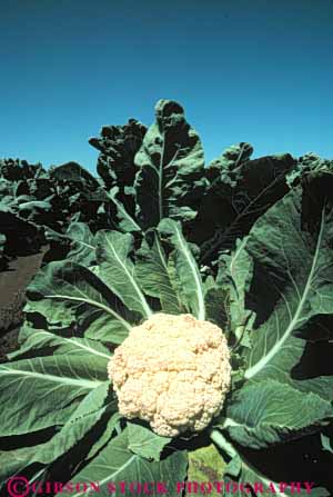 Stock Photo #6743: keywords -  agriculture california cauliflower cole crop crops cultivate cultivated cultivating field green grow growing grown growth leaf leaves plant plants produce radial round row rows symmetry vert