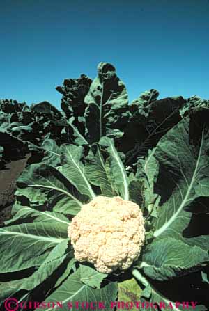 Stock Photo #6743: keywords - agriculture california cauliflower cole crop crops cultivate cultivated cultivating field green grow growing grown growth leaf leaves plant plants produce radial round row rows symmetry vert
