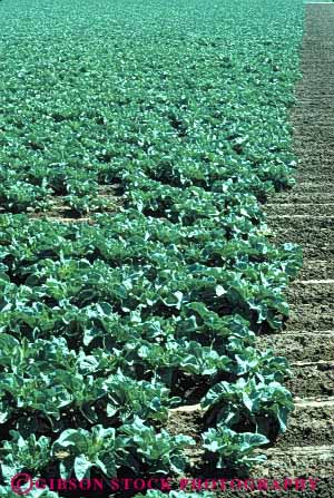 Stock Photo #6744: keywords -  agriculture california cauliflower cole crop crops cultivate cultivated cultivating field green grow growing grown growth leaf leaves plant plants produce row rows vert