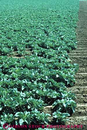 Stock Photo #6750: keywords - agriculture crop crops cultivated field food grown lots many pile potatoes produce red tuber tubers vegetable vegetables vert