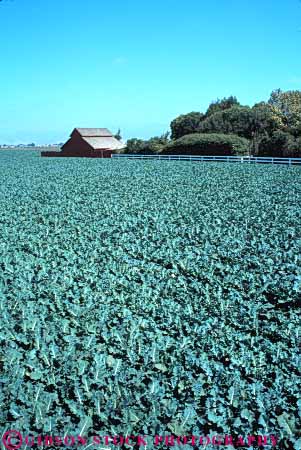 Stock Photo #6745: keywords -  agriculture barn california cauliflower cole crop crops cultivate cultivated cultivating farm farming farms field green grow growing grown growth leaf leaves plant plants produce row rows vert