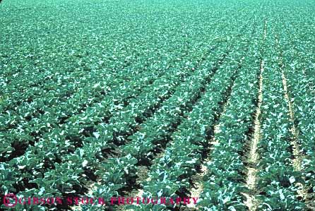 Stock Photo #6752: keywords - agriculture blossom blossoming blossoms crop crops cultivate cultivated cultivating field flower flowering flowers green grow growing grown growth horz plant plants potato potatoes produce tuber tubers vegetable vegetables washington