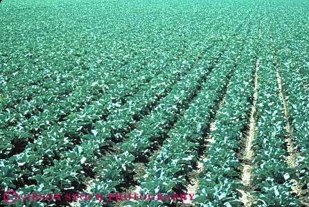 Stock Photo #6746: keywords -  agriculture california cauliflower cole crop crops cultivate cultivated cultivating field green grow growing grown growth horz leaf leaves plant plants produce rows