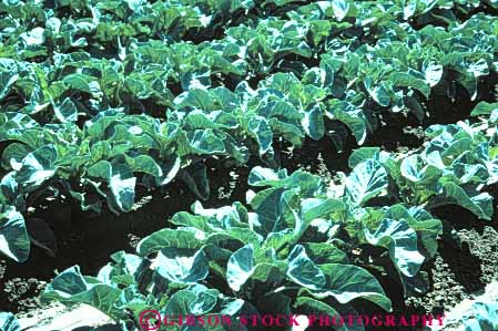 Stock Photo #6747: keywords -  agriculture california cauliflower cole crop crops cultivate cultivated cultivating field green grow growing grown growth horz leaf leaves plant plants produce rows
