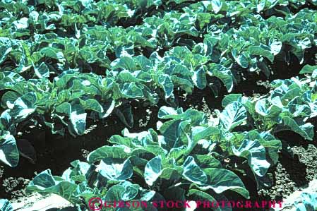 Stock Photo #6747: keywords - agriculture california cauliflower cole crop crops cultivate cultivated cultivating field green grow growing grown growth horz leaf leaves plant plants produce rows