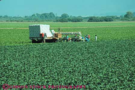 Stock Photo #6748: keywords -  agriculture box boxes california cauliflower cole crew crop crops cultivate cultivated cultivating equipment field green grow growing grown growth harvest harvested harvesting horz leaf leaves migrant people plant plants process processing produce row rows salinas stack stacked team work workers working