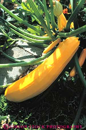 Stock Photo #6758: keywords - agriculture crop crops cultivate cultivated cultivating farm farming farms food garden gourd plant plants produce vegetable vegetables vert zucchini