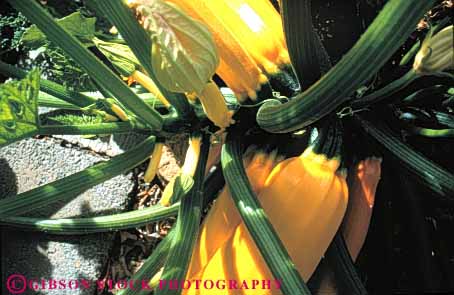 Stock Photo #6759: keywords -  agriculture crop crops cultivate cultivated cultivating farm farming farms food garden gourd horz plant plants produce vegetable vegetables zucchini