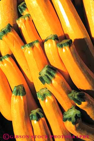 Stock Photo #6760: keywords -  agriculture bright color colorful crop crops food golden gourd parallel pattern produce row rows shiny vegetable vegetables vert yellow zucchinis