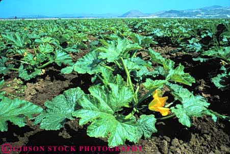 Stock Photo #6761: keywords -  agriculture california crop crops cultivate cultivated cultivating farm farming farms food gourd horz plant plants produce vegetable vegetables zucchini