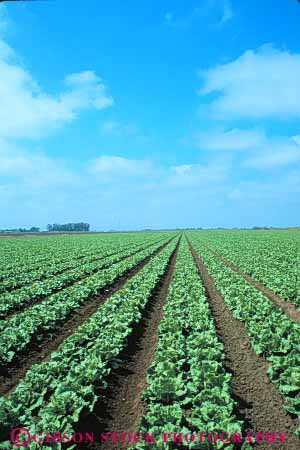 Stock Photo #6762: keywords -  agriculture california crop crops cultivate cultivating cultivation farm farming farms field food green grow growing growth head heads leaf leaves lettuce linear pattern plant plants row rows vegetable vegetables vert