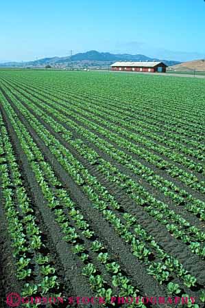 Stock Photo #6763: keywords -  agriculture california crop crops cultivate cultivating cultivation farm farming farms field food green grow growing growth head heads leaf leaves lettuce linear pattern plant plants row rows vegetable vegetables vert