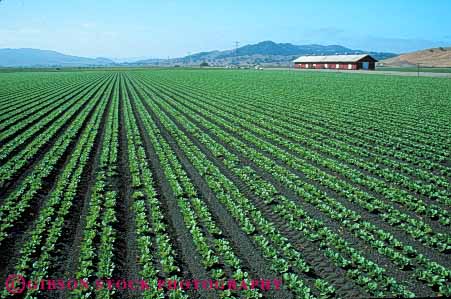 Stock Photo #6764: keywords -  agriculture california crop crops cultivate cultivating cultivation farm farming farms field food green grow growing growth head heads horz leaf leaves lettuce linear pattern plant plants row rows vegetable vegetables