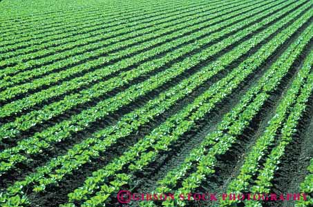 Stock Photo #6765: keywords -  agriculture california crop crops cultivate cultivating cultivation farm farming farms field food green grow growing growth head heads horz leaf lettuce linear pattern plant plants row rows vegetable vegetables