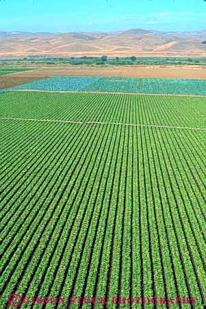 Stock Photo #6767: keywords -  agriculture california crop crops cultivate cultivating cultivation elevate elevated farm farming farms field food green grow growing growth head heads leaf leaves lettuce liner pattern plant plants row rows vegetable vegetables vert view