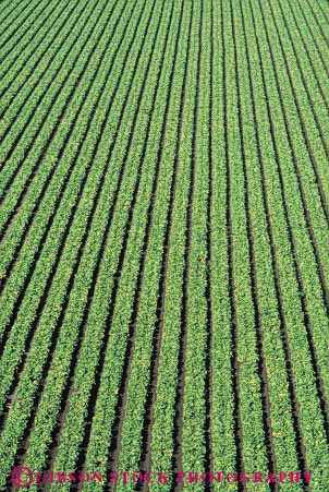 Stock Photo #6768: keywords - agriculture california crop crops cultivate cultivating cultivation elevated farm farming farms field food green grow growing growth head heads leaf leaves lettuce linear pattern plant plants row rows vegetable vegetables vert view