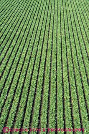 Stock Photo #6768: keywords -  agriculture california crop crops cultivate cultivating cultivation elevated farm farming farms field food green grow growing growth head heads leaf leaves lettuce linear pattern plant plants row rows vegetable vegetables vert view