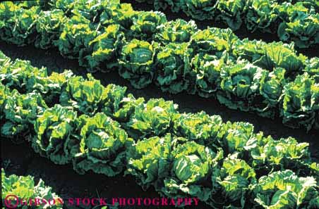 Stock Photo #6769: keywords -  agriculture california crop crops cultivate cultivating cultivation farm farming farms field food green grow growing growth head heads horz leaf leaves lettuce plant plants row rows vegetable vegetables