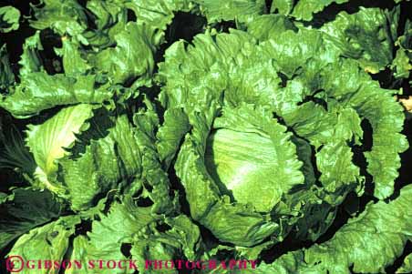 Stock Photo #6772: keywords - agriculture california crop crops cultivate cultivating cultivation farm farming farms field food green grow growing growth head heads horz leaf leaves lettuce plant plants vegetable vegetables