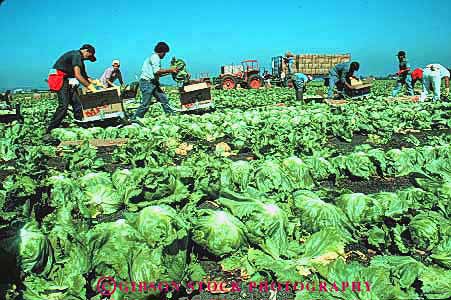 Stock Photo #6773: keywords -  agriculture california collect crop crops cut ethnic farm farming farms field food gather green grow growing growth harvest harvested harvesting head heads hispanic horz job labor leaf leaves lettuce mexican migrant occupation package packaging plant plants ripe row rows salinas vegetable vegetables work workers working