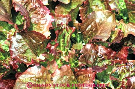 Stock Photo #6774: keywords -  agriculture california crop crops cultivate cultivating cultivation food grow growing growth horz leaf leaves lettuce plant plants ruby vegetable vegetables