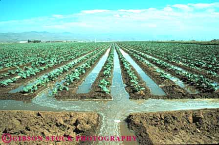 Stock Photo #6775: keywords - agriculture broccoli california canal channel cole crop crops cultivate cultivated cultivating cultivation develop developing dirt earth farm farming flow flowing food gravity grow growing growth horz immature irrigate irrigated irrigating irrigation plant plants soil trench trough vegetable vegetables water young