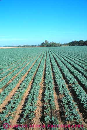 Stock Photo #6777: keywords -  agriculture broccoli california cole crop crops cultivate cultivated cultivating cultivation develop developed developing farm farming food grow growing growth horizon immature landscape linear pattern plant plants row rows vegetable vegetables vert