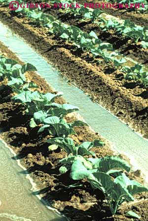 Stock Photo #6778: keywords - agriculture broccoli california cole crop crops cultivate cultivated cultivating cultivation develop developed developing dirt earth farm farming food grow growing growth immature irrigate irrigated irrigating irrigation plant plants row rows soil vegetable vegetables vert