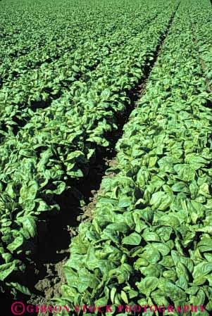 Stock Photo #6779: keywords -  agriculture california crop crops cultivate cultivated cultivating cultivation develop developed developing farm farming field food green grow growing growth leaf leaves photosynthesis plant plants row rows spinach vegetable vegetables vert