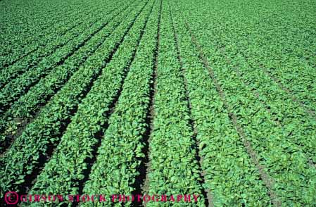 Stock Photo #6780: keywords - agriculture california crop crops cultivate cultivated cultivating cultivation develop developed developing farm farming field food green grow growing growth horz leaf leaves photosynthesis plant plants row rows spinach vegetable vegetables